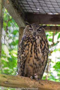 The owl cooperated nicely for a long while, even winking at me -- or his eye itched.